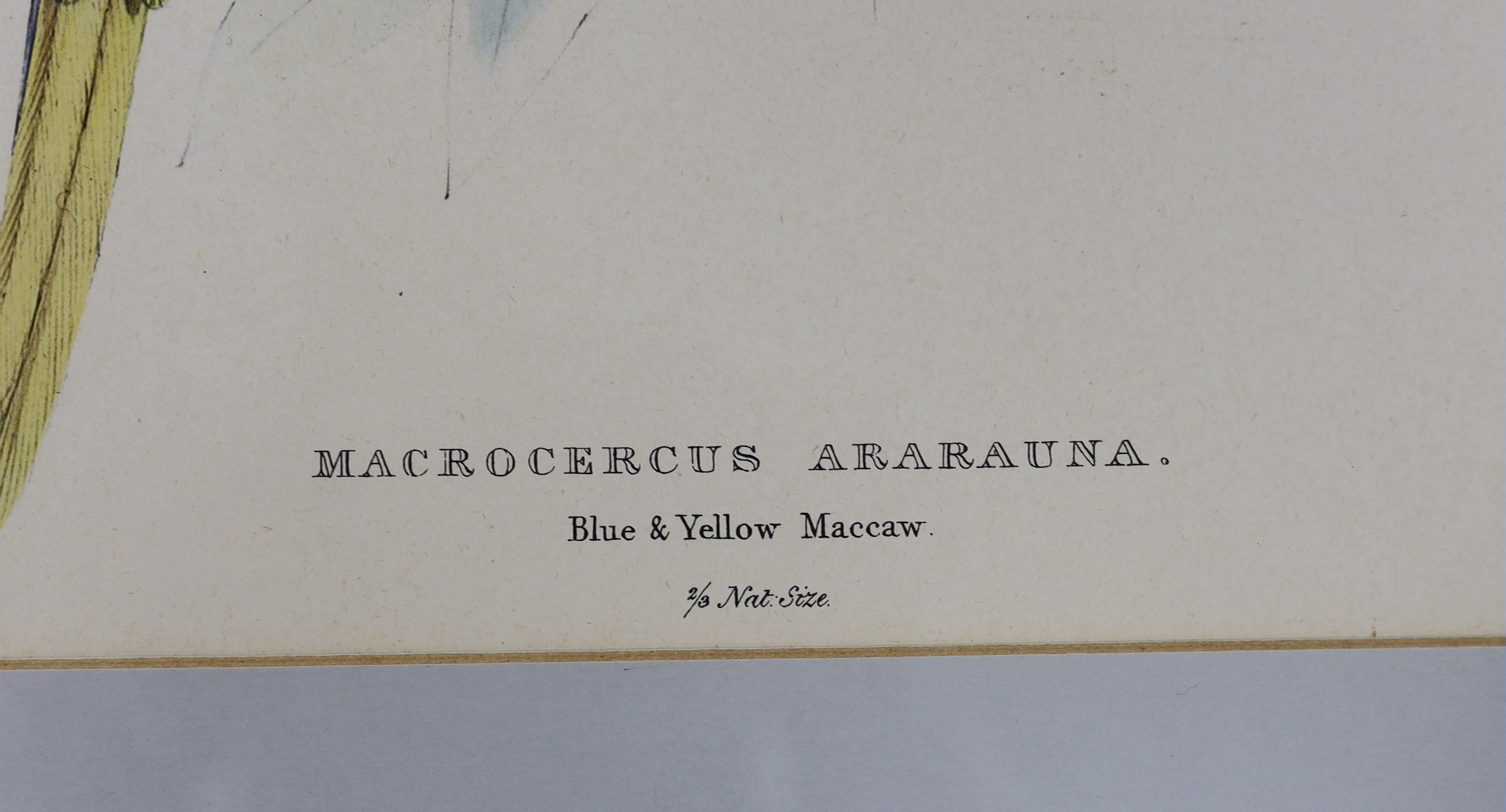 After Edward Lear (1812-1888) colour lithograph, blue and yellow macaw, 52 x 36cm